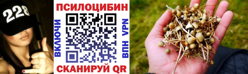 кракен tor Кстово даркнет Telegram Псилоцибиновые грибы Psilocybe